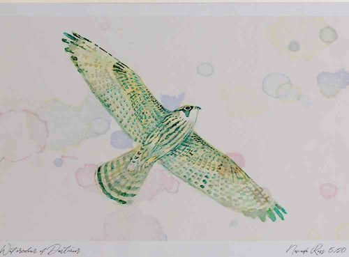 A4 peregrine juvenile inflight.jpg