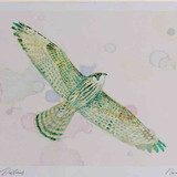 A4 peregrine juvenile inflight