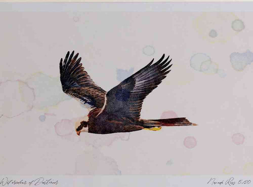 A4 marsh harrier female.jpg