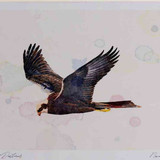 A4 marsh harrier female