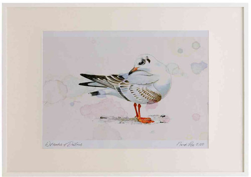 A2 black headed gull firstwinter.jpg