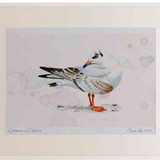 A2 black headed gull firstwinter