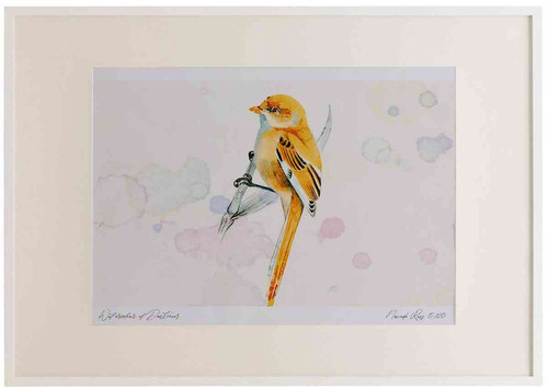 A2 bearded tit female.jpg