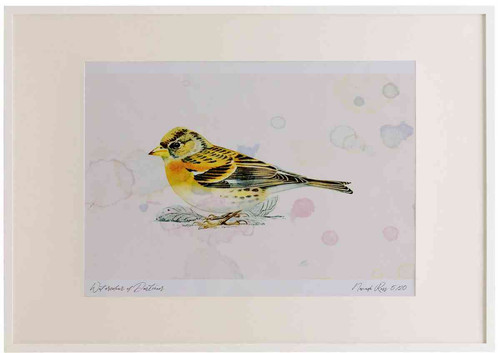 A2 brambling male winterplumage.jpg