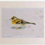 A2 brambling male winterplumage