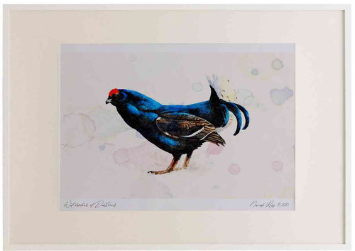 A2 black grouse male.jpg