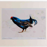 A2 black grouse male