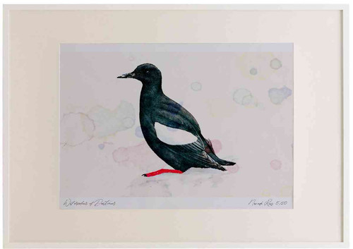 A2 black guillemot breeding plumage.jpg