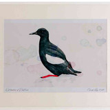 A2 black guillemot breeding plumage