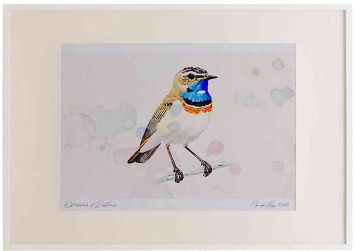 A2 bluethroat adult whitespottedform.jpg