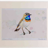 A2 bluethroat adult whitespottedform