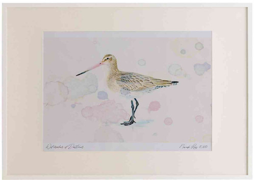 A2 bar tailed godwit winter plumage.jpg