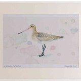 A2 bar tailed godwit winter plumage