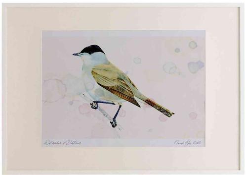 A2 blackcap male.jpg