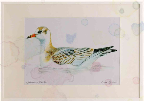A2 black headed gull juvenile.jpg