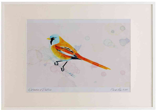 A2 bearded tit male.jpg