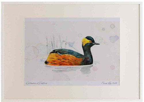 A2 black necked grebe breeding plumage.jpg