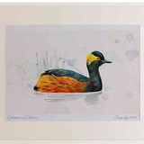 A2 black necked grebe breeding plumage