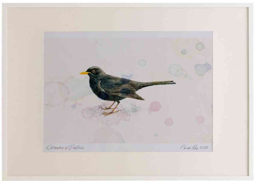 A2 blackbird male.jpg