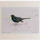 A2 blackbird male