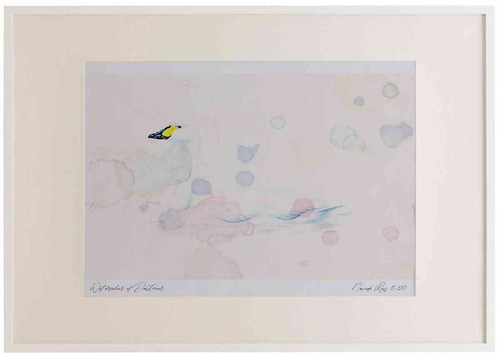 A2 bewick s swan adult.jpg