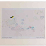 A2 bewick s swan adult