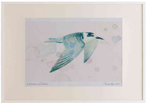 A2 black tern juvenile.jpg