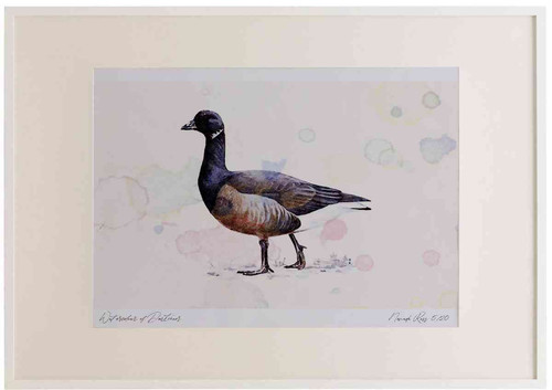 A2 brent goose darkbellied.jpg