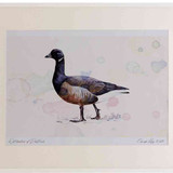 A2 brent goose darkbellied