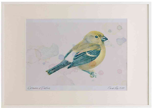 A2 bullfinch juvenile.jpg