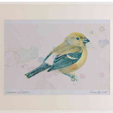 A2 bullfinch juvenile