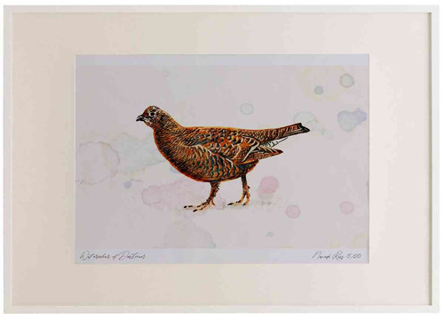 A2 black grouse female.jpg