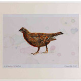 A2 black grouse female