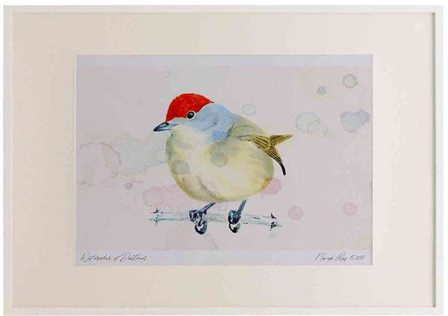 A2 blackcap female.jpg