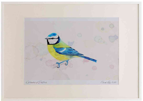 A2 blue tit adult.jpg