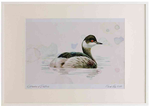 A2 black necked grebe nonbreeding plumage.jpg