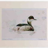 A2 black necked grebe nonbreeding plumage