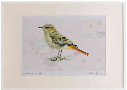 A2 black redstart female.jpg