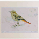 A2 black redstart female