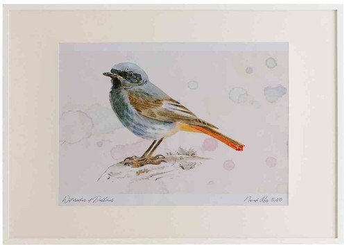 A2 black redstart male.jpg