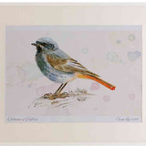A2 black redstart male