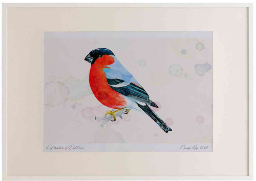 A2 bullfinch male.jpg