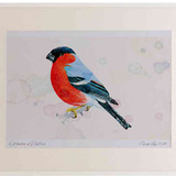 A2 bullfinch male