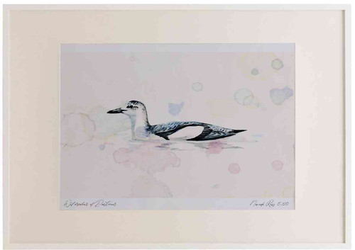A2 black guillemot nonbreeding plumage.jpg