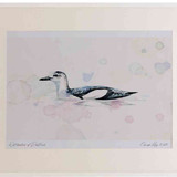 A2 black guillemot nonbreeding plumage