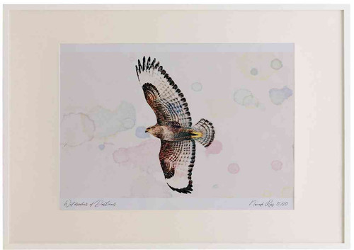 A2 buzzard inflight.jpg