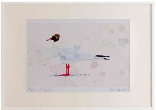 A2 black headed gull adult summerplumage.jpg