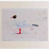 A2 black headed gull adult summerplumage