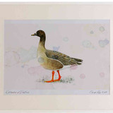 A2 bean goose racerossicustundra