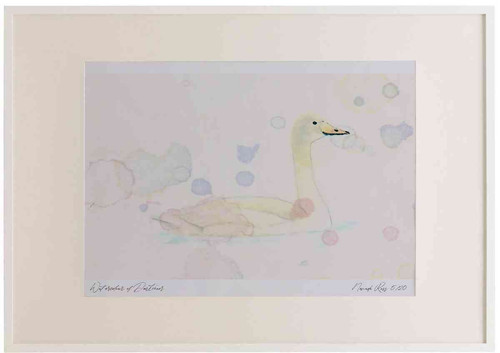 A2 bewick s swan juvenile.jpg